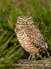 Burrowing owl, Cape Coral, Florida, subspecies Athene cunicularia floridana. This 10-inch-tall burrowing owl is standing beside its burrow. These burrows are usually created by squirrels, prairie dogs, or other rodents and even turtles, and only rarely dug by the owl itself, Athene cunicularia floridana, Athene cunicularia