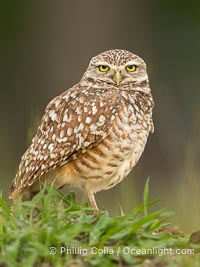 Burrowing owl, Cape Coral, Florida, subspecies Athene cunicularia floridana. This 10-inch-tall burrowing owl is standing beside its burrow. These burrows are usually created by squirrels, prairie dogs, or other rodents and even turtles, and only rarely dug by the owl itself, Athene cunicularia floridana, Athene cunicularia