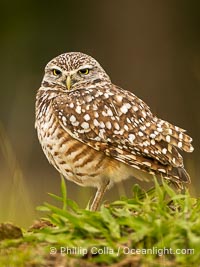 Burrowing owl, Cape Coral, Florida, subspecies Athene cunicularia floridana. This 10-inch-tall burrowing owl is standing beside its burrow. These burrows are usually created by squirrels, prairie dogs, or other rodents and even turtles, and only rarely dug by the owl itself, Athene cunicularia floridana, Athene cunicularia