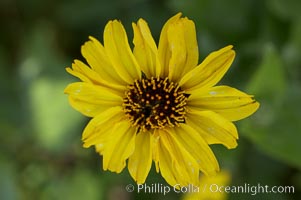 Bush sunflower, Batiquitos Lagoon, Carlsbad, Encelia californica