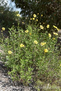 Bush sunflower, Batiquitos Lagoon, Carlsbad, Encelia californica