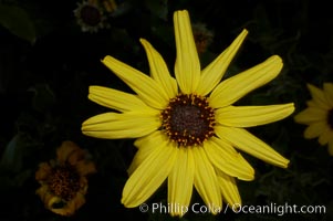 Bush sunflower, Batiquitos Lagoon, Carlsbad, Encelia californica