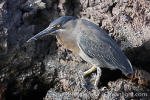 Lava heron on volcanic rocks at the oceans edge, Punta Albemarle, Butorides sundevalli, Isabella Island