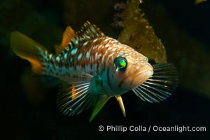 Calico Bass. Kelp Bass, Paralabrax clathratus, Catalina Island, Paralabrax clathratus