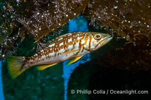 Calico Bass. Kelp Bass, Paralabrax clathratus, Catalina Island, Paralabrax clathratus