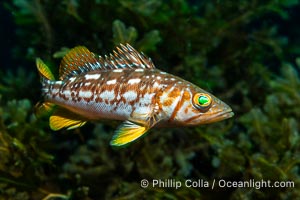 Calico Bass. Kelp Bass, Paralabrax clathratus, Catalina Island, Paralabrax clathratus