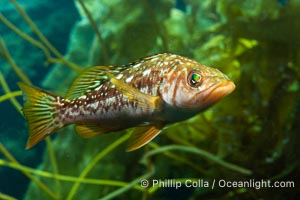 Calico Bass. Kelp Bass, Paralabrax clathratus, Catalina Island, Paralabrax clathratus