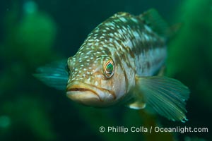 Calico Bass. Kelp Bass, Paralabrax clathratus, Catalina Island, Paralabrax clathratus