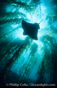 California bat ray swimming amidst giant kelp forest, Macrocystis pyrifera, Myliobatis californica, Santa Barbara Island