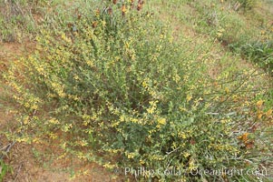 California broom, common deerweed.  The flowers, originally yellow in color, turn red after pollination.  Batiquitos Lagoon, Carlsbad, Lotus scoparius scoparius