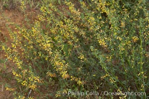 California broom, common deerweed.  The flowers, originally yellow in color, turn red after pollination.  Batiquitos Lagoon, Carlsbad, Lotus scoparius scoparius