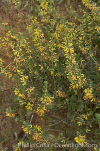 California broom, common deerweed.  The flowers, originally yellow in color, turn red after pollination.  Batiquitos Lagoon, Carlsbad, Lotus scoparius scoparius