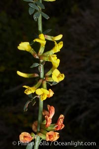 California broom, common deerweed.  The flowers, originally yellow in color, turn red after pollination.  Batiquitos Lagoon, Carlsbad, Lotus scoparius scoparius