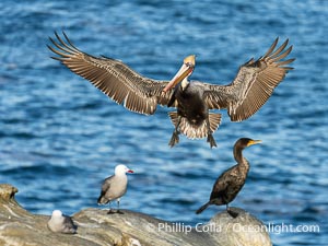 California brown pelican in flight, spreading wings wide to slow in anticipation of landing on seacliffs. Note the classic winter breeding plumage, with bright red throat, yellow and white head and neck, and brown hind neck. Other birds at the periphery of the image hint at how crowded the cliff is, Pelecanus occidentalis, Pelecanus occidentalis californicus, La Jolla