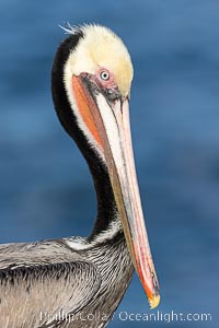 California brown pelican breeding plumage portrait, with brown hind neck, yellow head and bright red throat, Pelecanus occidentalis, Pelecanus occidentalis californicus, La Jolla