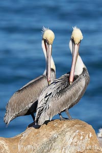 Brown pelicans preening.  After wiping its long beak on the uropygial gland near the base of its tail, the pelican spreads the preen oil on feathers about its body, helping to keep them water resistant, an important protection for a bird that spends much of its life diving in the ocean for prey, Pelecanus occidentalis, Pelecanus occidentalis californicus, La Jolla, California