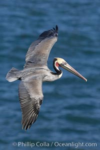 California brown pelican in flight, soaring over the ocean with its huge wings outstretched.  Adult winter breeding plumage.  The wingspan of the brown pelican can be over 7 feet wide. The California race of the brown pelican holds endangered species status.  Adult winter breeding plumage showing brown hindneck and red gular throat pouch, Pelecanus occidentalis, Pelecanus occidentalis californicus, La Jolla