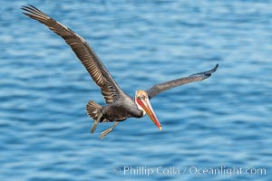 California Brown Pelican In Flight, La Jolla California, Pelecanus occidentalis, Pelecanus occidentalis californicus