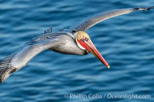 Portrait of a California Brown Pelican In Flight, colorful adult winter breeding plumage, La Jolla California, Pelecanus occidentalis, Pelecanus occidentalis californicus