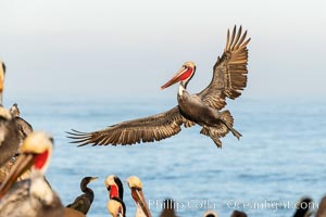 California brown pelican in flight, spreading wings wide to slow in anticipation of landing on seacliffs. Note the classic winter breeding plumage, with bright red throat, yellow and white head and neck, and brown hind neck. Other pelicans and cormorants at the periphery of the image hint at how crowded the cliff is with other birds, Pelecanus occidentalis, Pelecanus occidentalis californicus, La Jolla