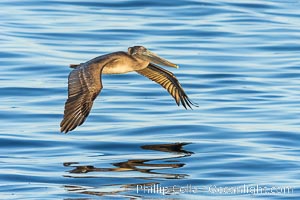 California Brown Pelican flying over a breaking wave, Pelecanus occidentalis, Pelecanus occidentalis californicus, La Jolla