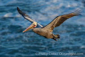 California brown pelican in flight. The wingspan of the brown pelican is over 7 feet wide. The California race of the brown pelican holds endangered species status. In winter months, breeding adults assume a dramatic plumage, Pelecanus occidentalis, Pelecanus occidentalis californicus, La Jolla