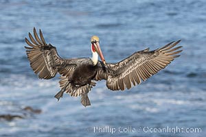 California Brown Pelican in flight, spreading wings wide to slow before landing on cliffs, Pelecanus occidentalis, Pelecanus occidentalis, Pelecanus occidentalis californicus, La Jolla