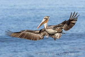 California Brown Pelican in flight, spreading wings wide to slow before landing on cliffs, Pelecanus occidentalis, Pelecanus occidentalis, Pelecanus occidentalis californicus, La Jolla