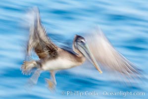 Brown pelican in flight.  The wingspan of the brown pelican is over 7 feet wide. Long exposure shows motion as a blur. The California race of the brown pelican holds endangered species status.  In winter months, breeding adults assume a dramatic plumage with dark brown hindneck and bright red gular throat pouch, Pelecanus occidentalis, Pelecanus occidentalis californicus, La Jolla