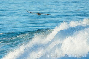 California Brown Pelican flying over a breaking wave, Pelecanus occidentalis, Pelecanus occidentalis californicus, La Jolla