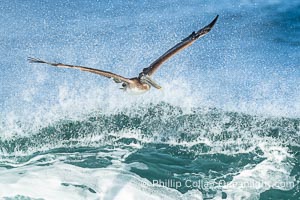 California Brown Pelican flying over a breaking wave, Pelecanus occidentalis, Pelecanus occidentalis californicus, La Jolla