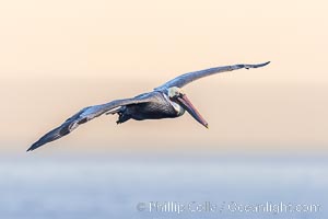 California Brown Pelican Flying over the Ocean, early morning light just after sunrise, Pelecanus occidentalis, Pelecanus occidentalis californicus, La Jolla