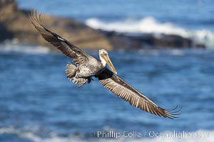 California Brown Pelican soars over the ocean, with Point La Jolla in the background, Pelecanus occidentalis, Pelecanus occidentalis californicus