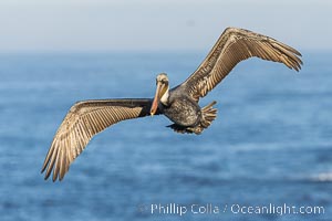 California Brown Pelican in flight over the Pacific Ocean, wingspan can reach 7' or more, Pelecanus occidentalis, Pelecanus occidentalis californicus, La Jolla