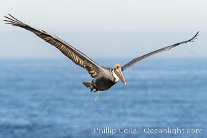 California Brown Pelican Flying over the Ocean, its wings can span over 7', Pelecanus occidentalis, Pelecanus occidentalis californicus, La Jolla