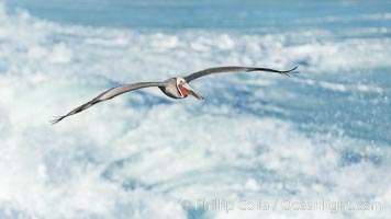 California Brown Pelican flying over sea foam and waves, Pelecanus occidentalis, Pelecanus occidentalis californicus, La Jolla