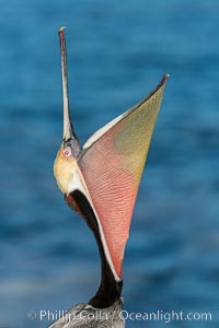 California Brown Pelican head throw, stretching its throat to keep it flexible and healthy, Pelecanus occidentalis, Pelecanus occidentalis californicus, La Jolla