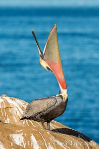 California Brown Pelican head throw, stretching its throat to keep it flexible and healthy, Pelecanus occidentalis, Pelecanus occidentalis californicus, La Jolla