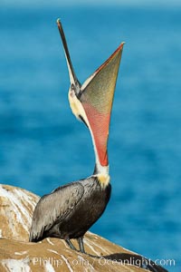 California Brown Pelican head throw, stretching its throat to keep it flexible and healthy, Pelecanus occidentalis, Pelecanus occidentalis californicus, La Jolla