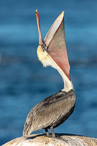 California Brown Pelican head throw, stretching its throat to keep it flexible and healthy. Note the winter mating plumage, olive and red throat, yellow head, Pelecanus occidentalis, Pelecanus occidentalis californicus