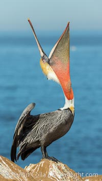 California Brown Pelican head throw, stretching its throat to keep it flexible and healthy. Note the winter mating plumage, olive and red throat, yellow head, Pelecanus occidentalis, Pelecanus occidentalis californicus, La Jolla