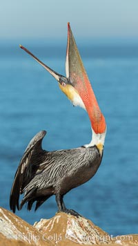 California Brown Pelican head throw, stretching its throat to keep it flexible and healthy. Note the winter mating plumage, olive and red throat, yellow head, Pelecanus occidentalis, Pelecanus occidentalis californicus, La Jolla