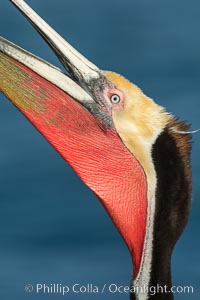 California Brown Pelican head throw, stretching its throat to keep it flexible and healthy. Note the winter mating plumage, olive and red throat, yellow head, Pelecanus occidentalis, Pelecanus occidentalis californicus, La Jolla