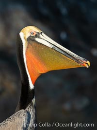 Brown pelican stretches its neck, to keep its throat pouch limber.  The characteristic winter mating plumage of the California race of brown pelican is shown, with deep red gular throat, yellow head and dark brown hindneck, Pelecanus occidentalis, Pelecanus occidentalis californicus, La Jolla