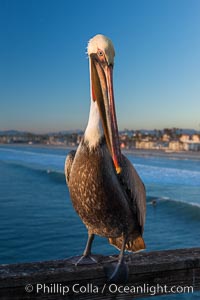 California brown pelican on Oceanside Pier, sitting on the pier railing, sunset, winter, Pelecanus occidentalis, Pelecanus occidentalis californicus