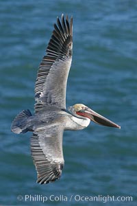 California brown pelican in flight, soaring over the ocean with its huge wings outstretched.  The wingspan of the brown pelican can be over 7 feet wide. The California race of the brown pelican holds endangered species status, Pelecanus occidentalis, Pelecanus occidentalis californicus, La Jolla