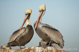 Brown pelicans preening.  After wiping its long beak on the uropygial gland near the base of its tail, the pelican spreads the preen oil on feathers about its body, helping to keep them water resistant, an important protection for a bird that spends much of its life diving in the ocean for prey.  Adult winter non-breeding plumage showing white hindneck, Pelecanus occidentalis, Pelecanus occidentalis californicus, La Jolla, California