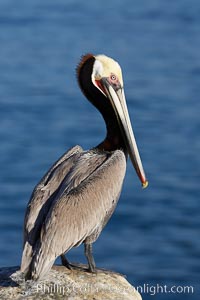 Brown pelican portrait, displaying winter breeding plumage with distinctive dark brown nape, yellow head feathers and red gular throat pouch, Pelecanus occidentalis, Pelecanus occidentalis californicus, La Jolla, California