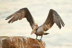 Brown pelican spreads its large wings as it balances on a perch above the ocean, early morning light, displaying adult winter plumage.  This large seabird has a wingspan over 7 feet wide. The California race of the brown pelican holds endangered species status, due largely to predation in the early 1900s and to decades of poor reproduction caused by DDT poisoning, Pelecanus occidentalis, Pelecanus occidentalis californicus, La Jolla