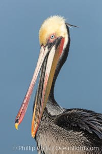 Brown pelican portrait, displaying winter plumage with distinctive yellow head feathers and colorful gular throat pouch. Mandible clap, jaw clap, Pelecanus occidentalis, Pelecanus occidentalis californicus, La Jolla, California